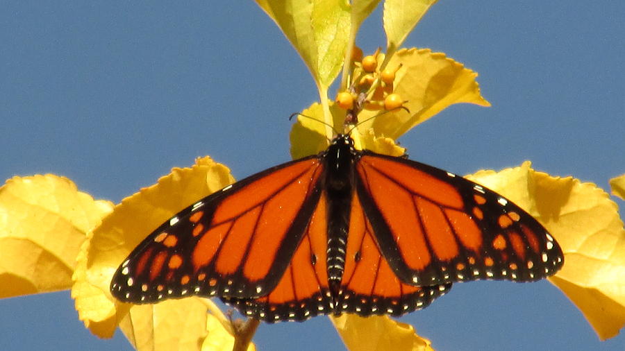 Monarch In Autumn Photograph by Alfred Ng