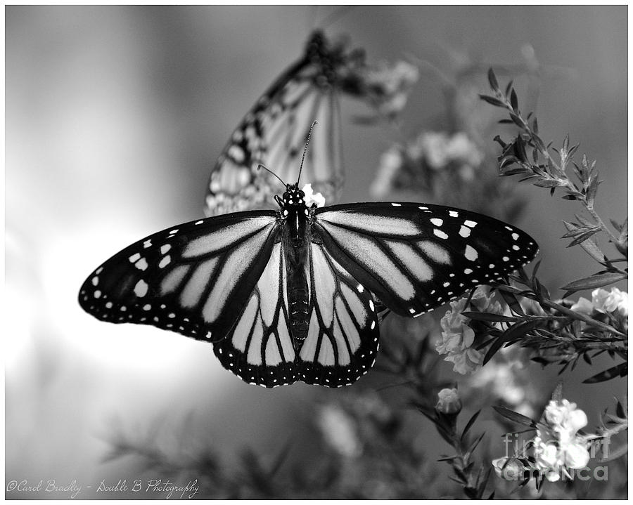 Monarch in Black and White Photograph by Carol  Bradley