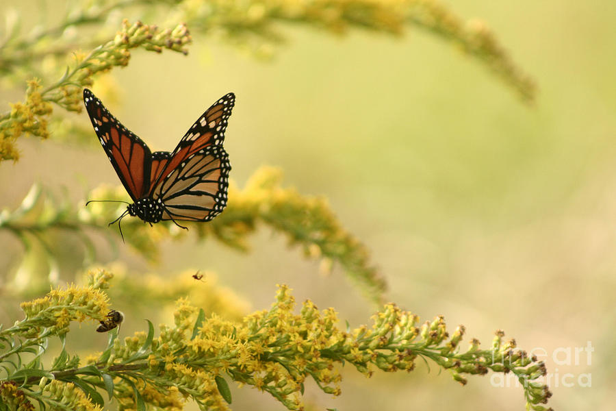 Monarch in flight Photograph by B Rossitto