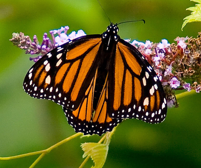 Monarch in full glory Photograph by John Holloway - Fine Art America