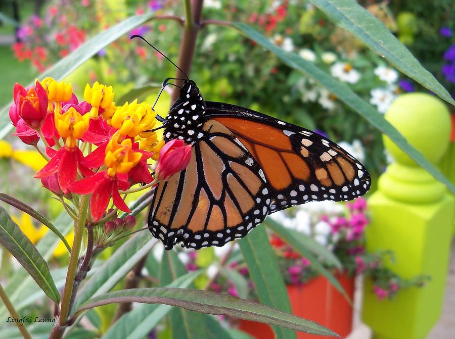 Monarch in Montreal Photograph by Lingfai Leung