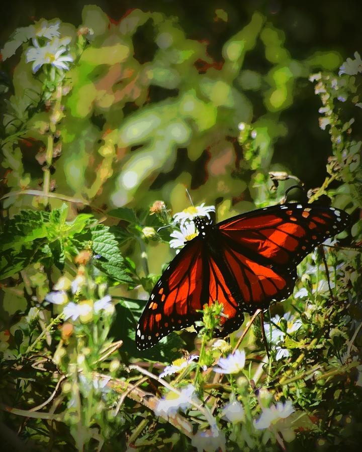Monarch in November 1 Photograph by Sheri McLeroy