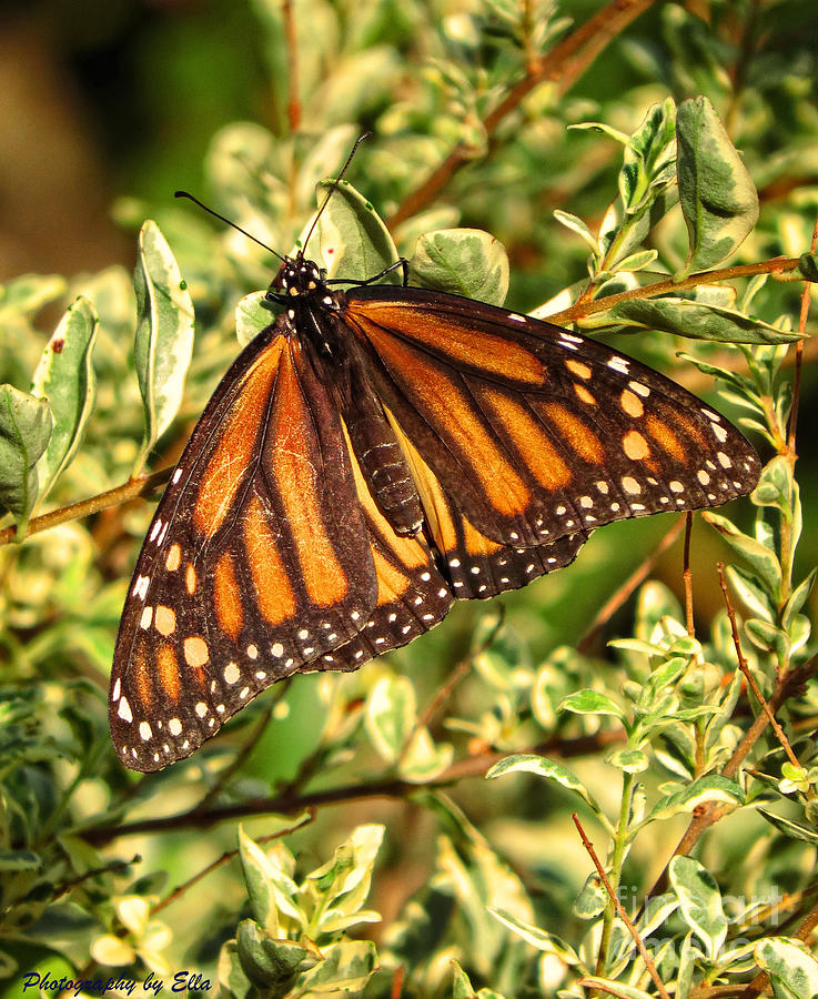 Monarch In The Journey Photograph by Ella Kaye Dickey