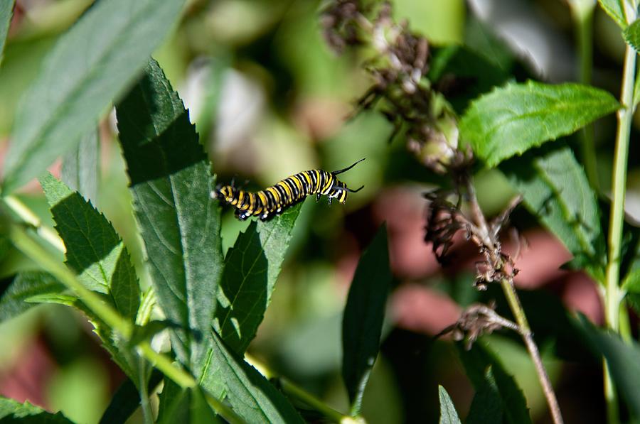 Monarch In The Making Photograph by John Black