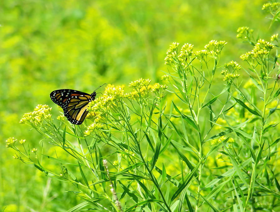 Monarch in the Meadow Photograph by Shawna Rowe