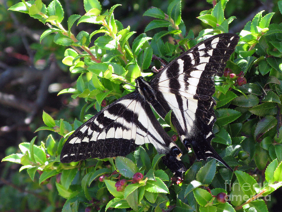 Wildlife Photograph - Monarch In The Wild. Mount Tam by Ausra Huntington nee Paulauskaite