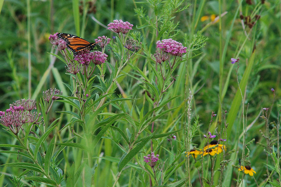 Monarch In The Wildflowers Photograph by Janice Adomeit