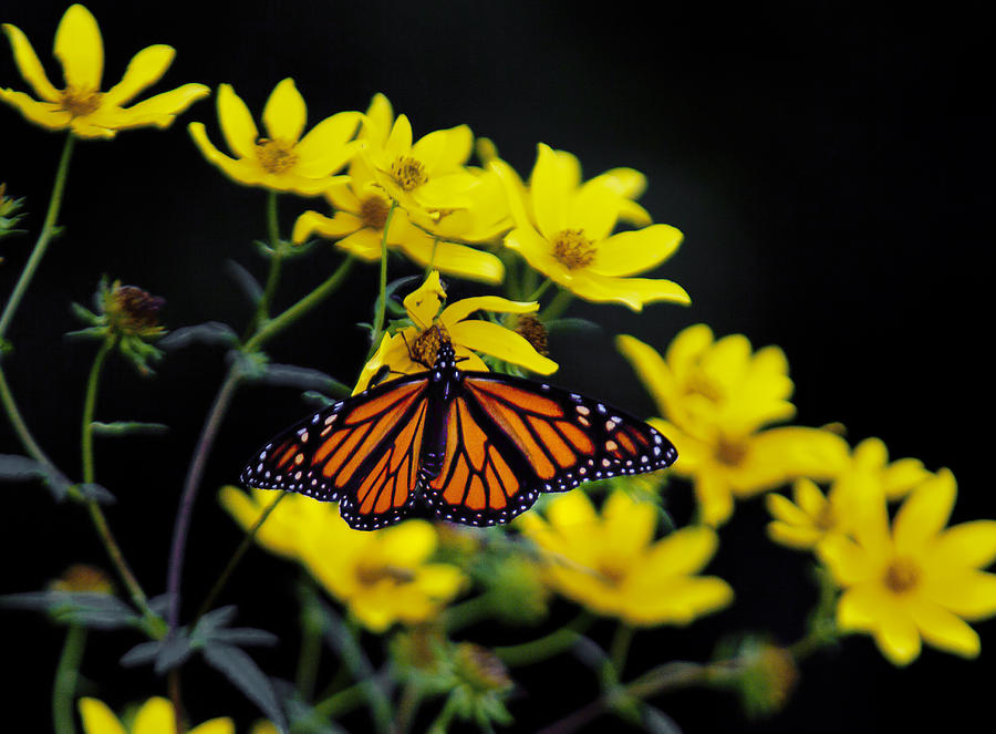 Monarch Photograph by Jack R Perry