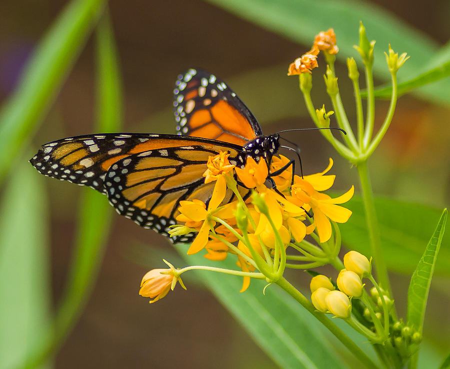Monarch Photograph by Jane Luxton