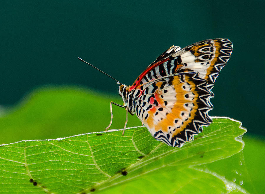 Monarch Photograph by Jennifer Kano