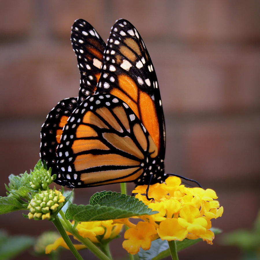Monarch Photograph by Joseph Skompski