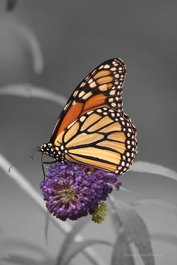 Monarch Photograph By Kimberly Matthews Fine Art America