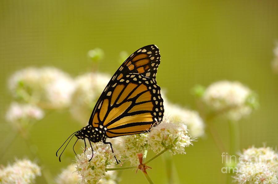 Monarch Lace Photograph by Johanne Peale