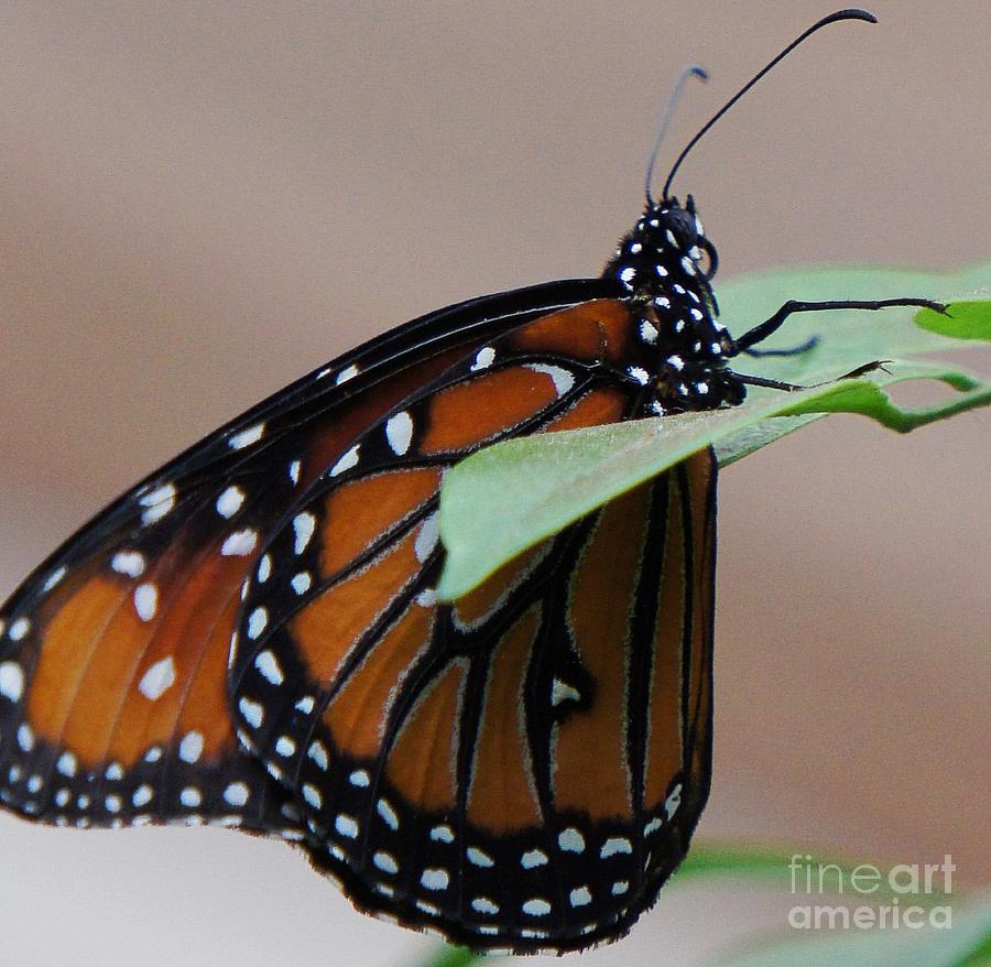 Monarch Photograph by Lilliana Mendez