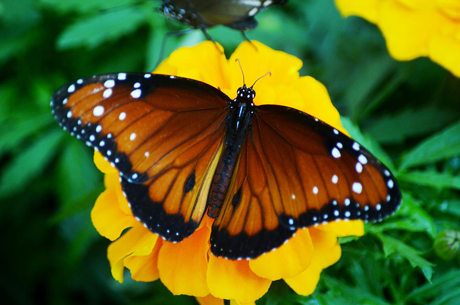 Monarch Photograph