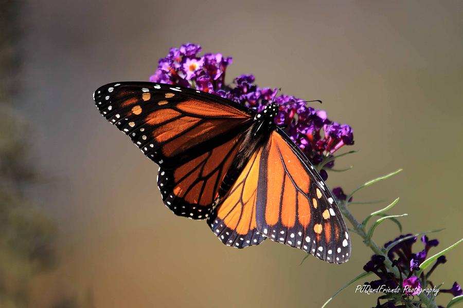 Monarch Magic Photograph by PJQandFriends Photography