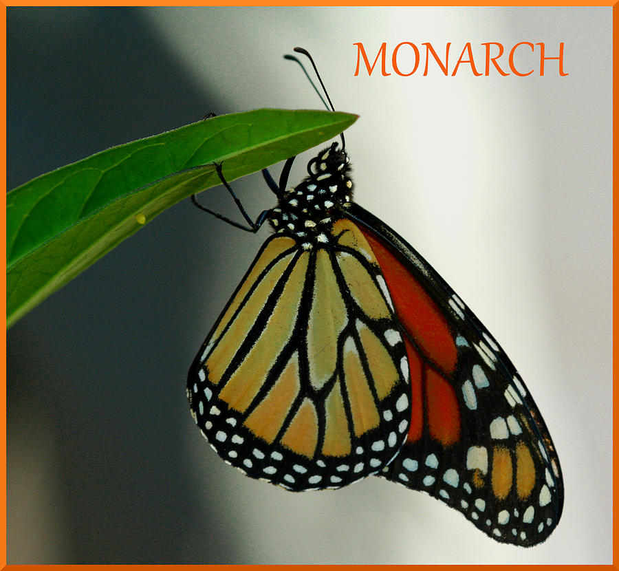 Butterfly Photograph - Monarch Mania by April Wietrecki Green