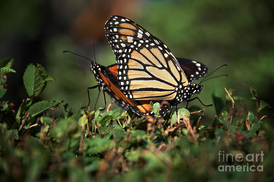 Monarch Mates Photograph by Elaine Manley