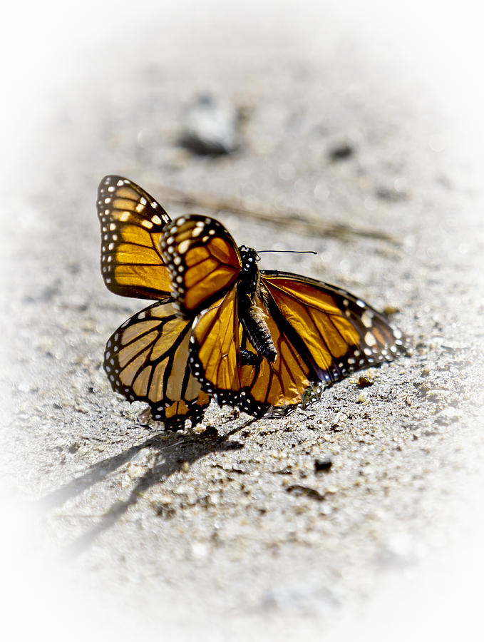 Butterfly Photograph - Monarch Mating Instinct 1 by Her Arts Desire