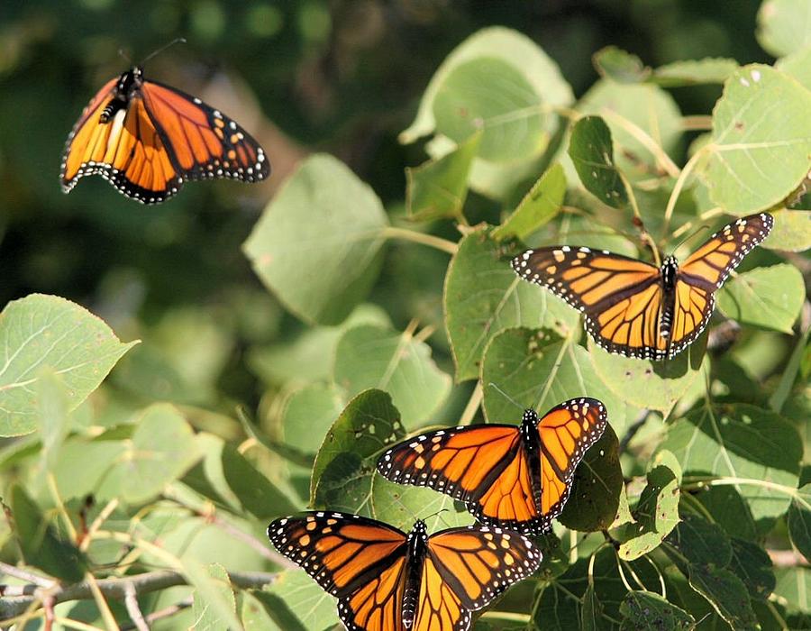 Monarch Migration 2010 Photograph by John Dart