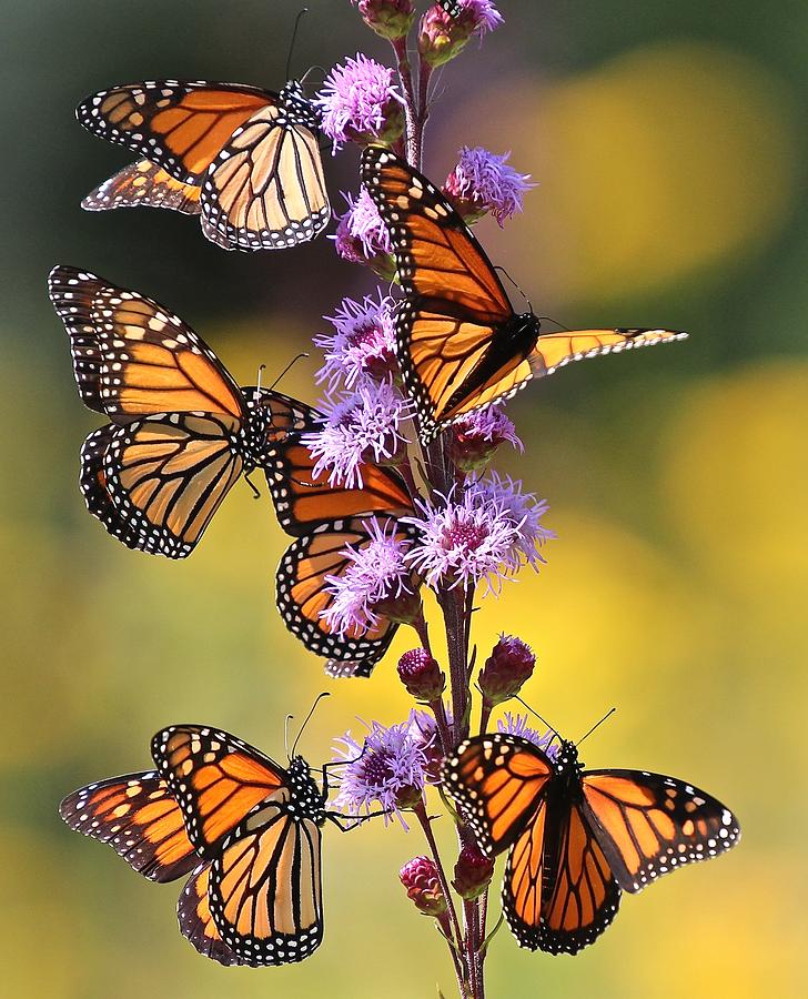 Monarch Migration II Photograph by John Dart