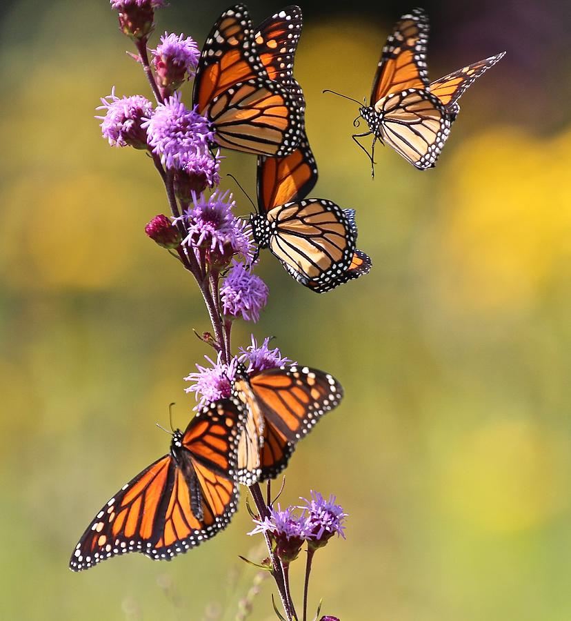 Monarch Migration III Photograph by John Dart