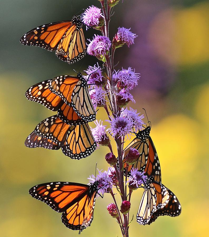 Monarch Migration IV Photograph by John Dart