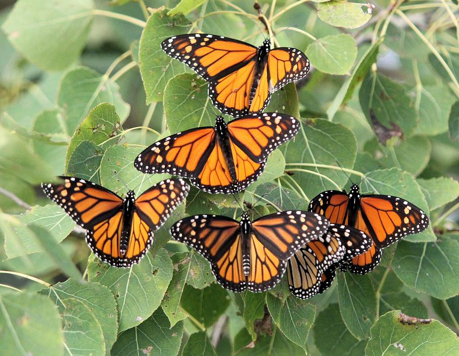 Monarch Migration Photograph by John Dart