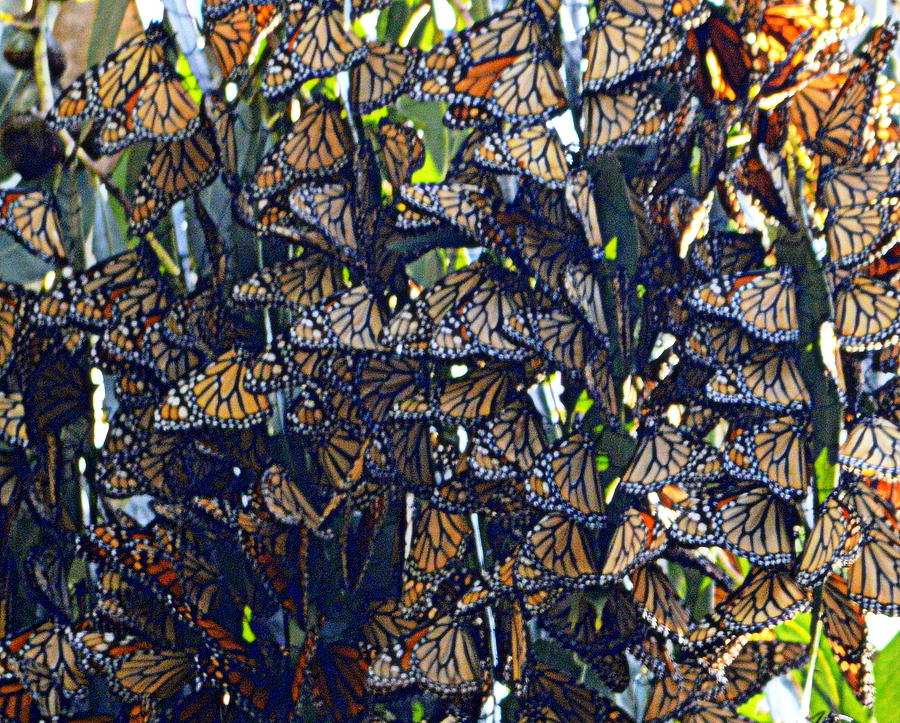 Monarch Mosaic Photograph by AJ  Schibig