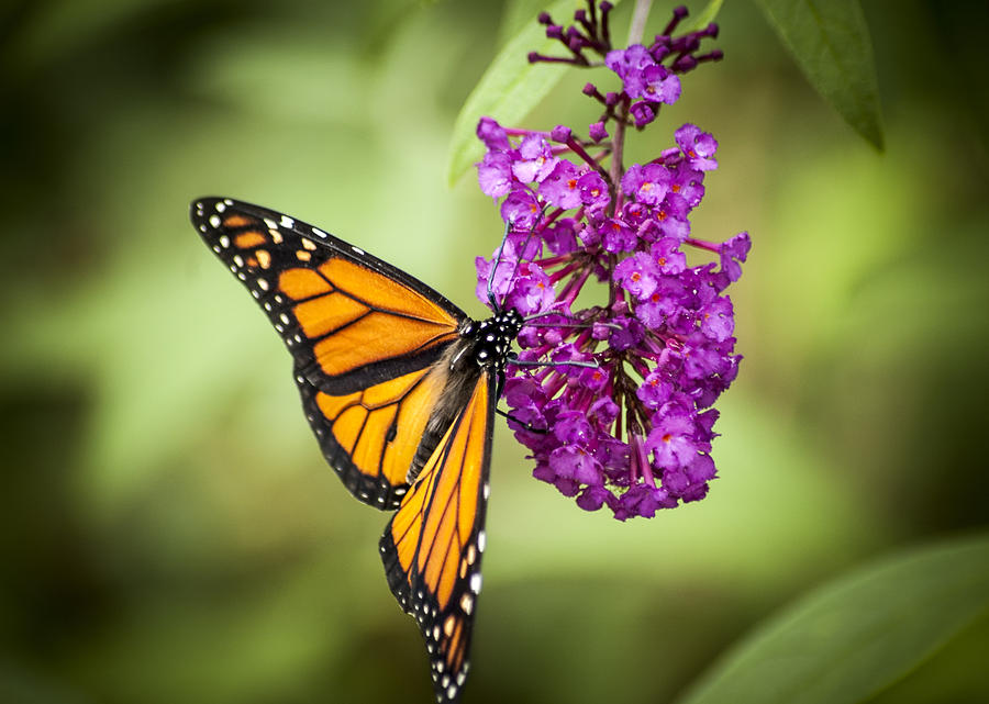 Monarch Moth Photograph by Carolyn Marshall