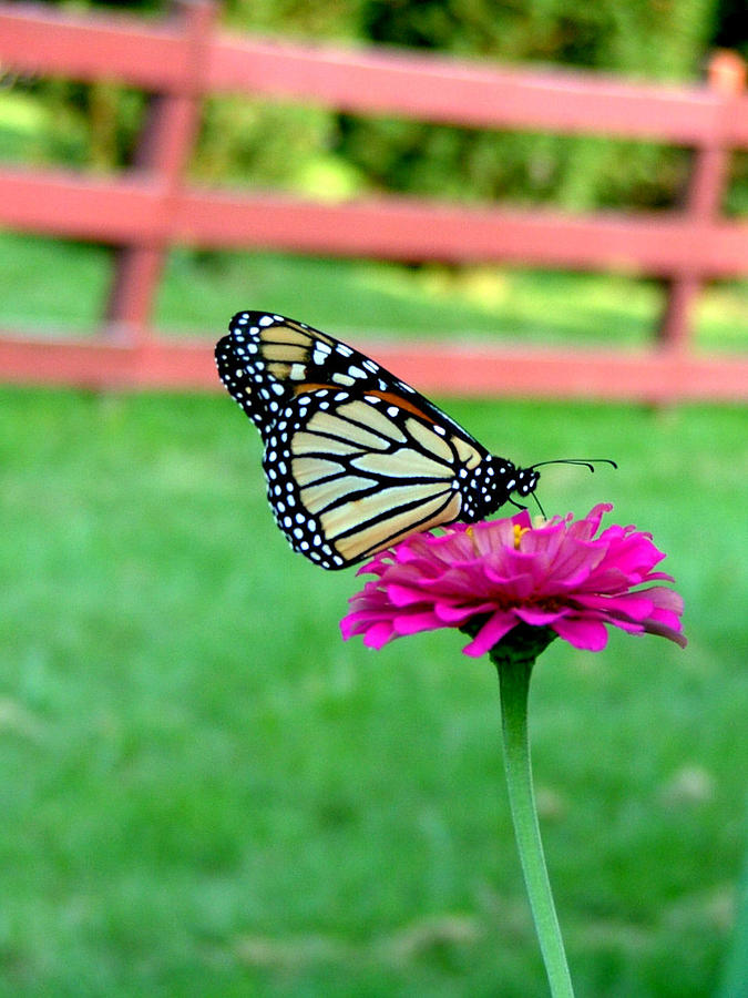 Butterfly Photograph - Monarch  by Natasha Denger