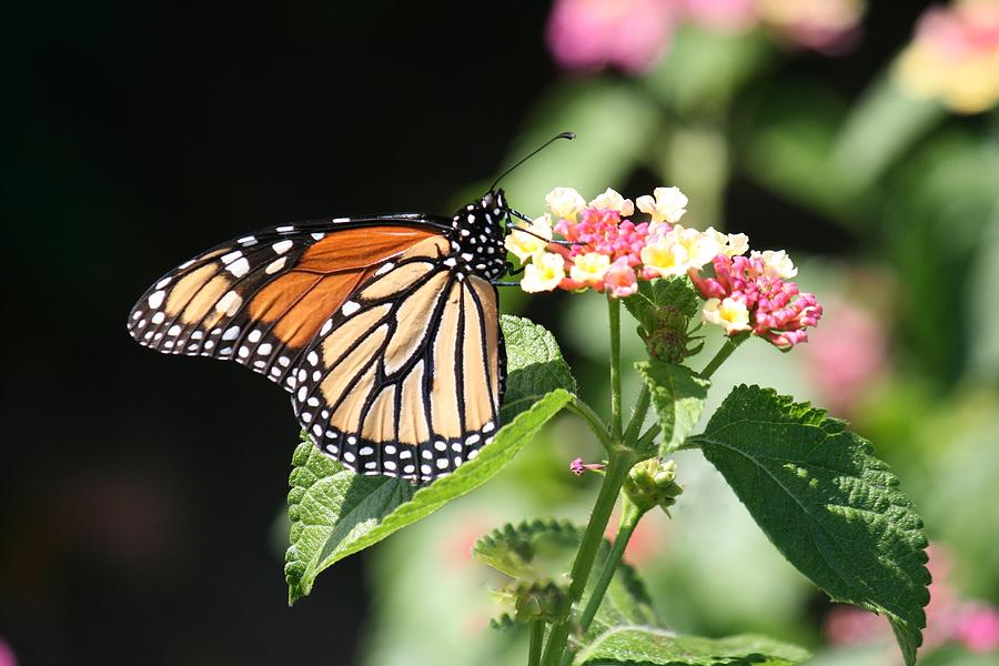 Monarch of Lantana Photograph by Phyllis Luedke - Fine Art America