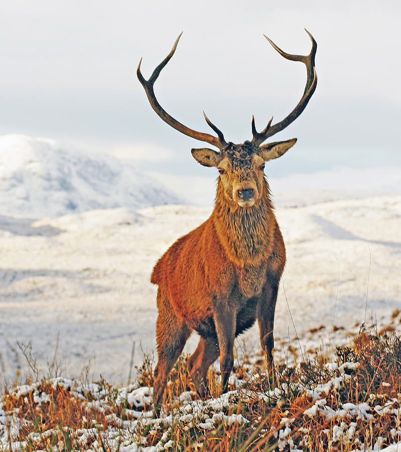 Winter Digital Art - Monarch of the Glen by Pat Speirs