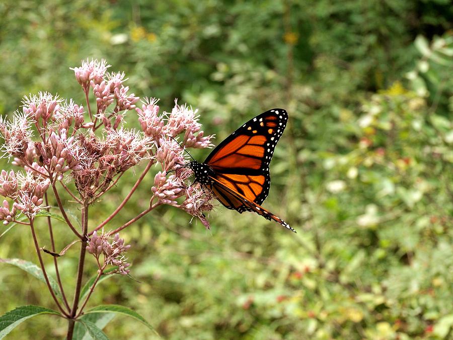 Monarch of the North Photograph by Joshua House