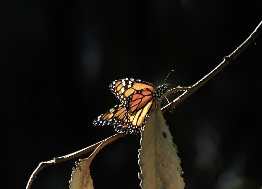 Monarch On A Branch Photograph by Roger Mullenhour