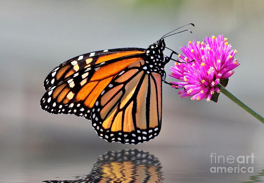 Monarch On A Pink Flower Photograph by Kathy Baccari