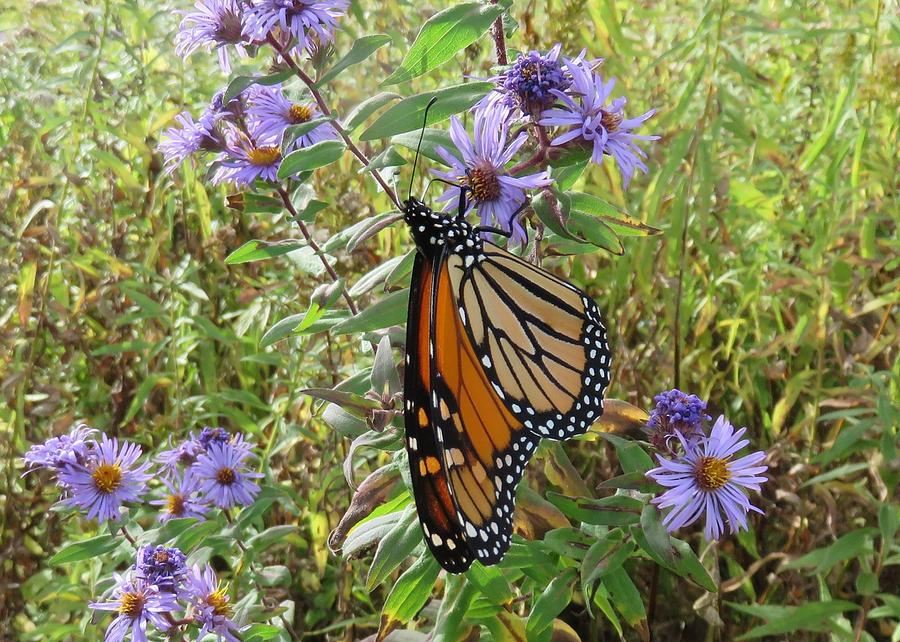 Monarch on Aster Photograph by Lucinda VanVleck