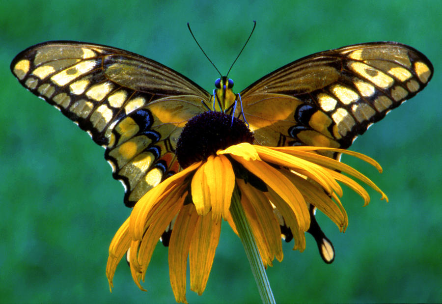 Monarch on Black Eyed Susan by Pristine Images Monarch on Black Eyed Susan by Pristine Images