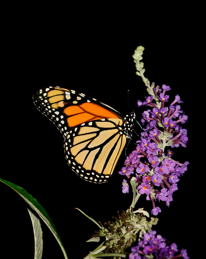 Butterfly Photograph - Monarch on Black by Lara Ellis