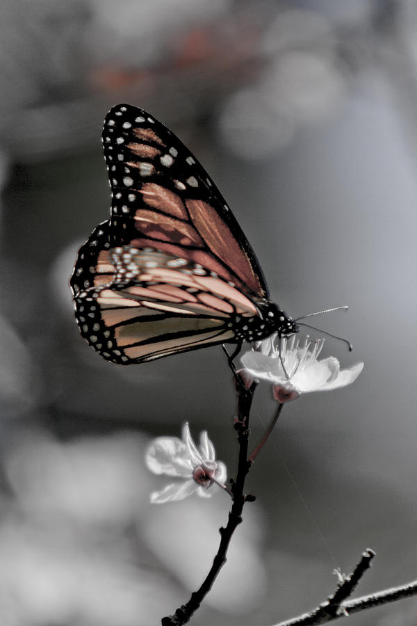 Nature Photograph - Monarch On Blossom by Her Arts Desire