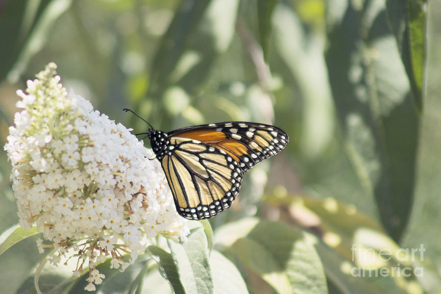 Butterfly Photograph - Monarch on buddleia by Cindy Garber Iverson