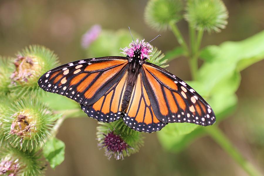 Monarch on Burdock Photograph by Lucinda VanVleck