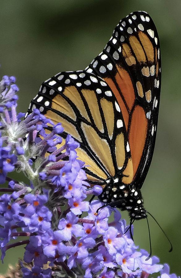Monarch on Butterfly Bush-edition  3 of 40 Photograph by Rae Ann  M Garrett
