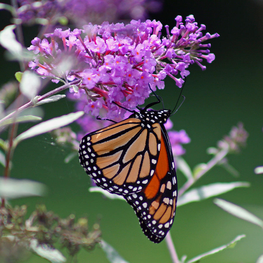Monarch on Butterfly Bush Photograph by Karen Adams