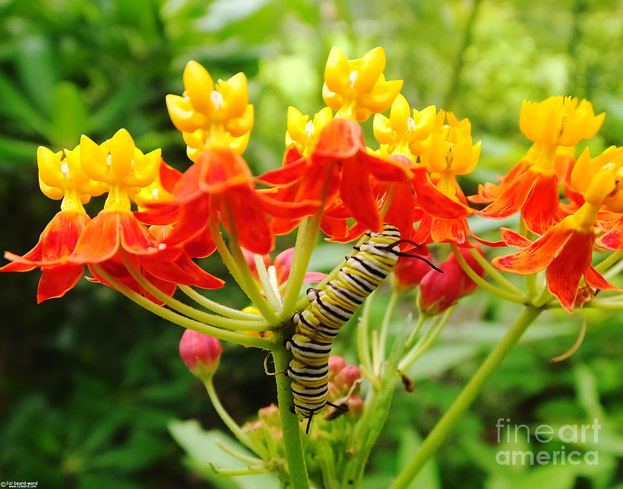 Butterfly Photograph - Monarch on Butterfly Weed by Lizi Beard-Ward