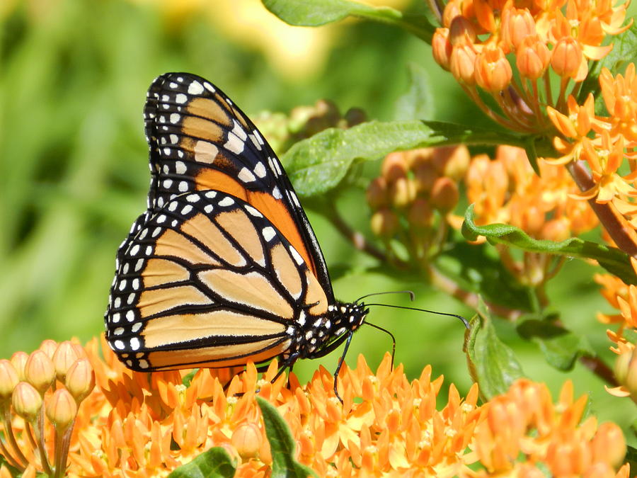 Monarch on Butterfly Weed Photograph by Pete Reynolds | Fine Art America