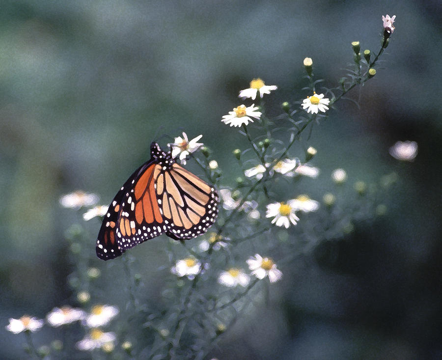 Monarch on Camomile Photograph by Tom Wurl