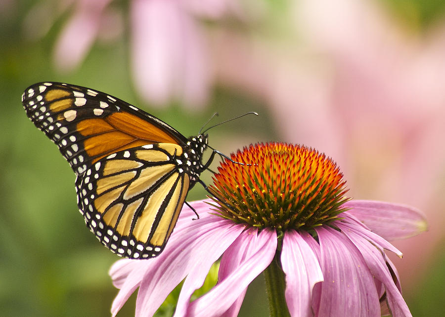 Monarch on Cone Flower Photograph by Michael Peychich