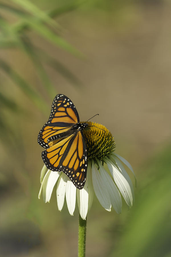 Monarch On Cone Flower Photograph by Thomas Young