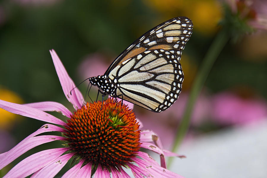 Monarch on Coneflower Photograph by Jemmy Archer